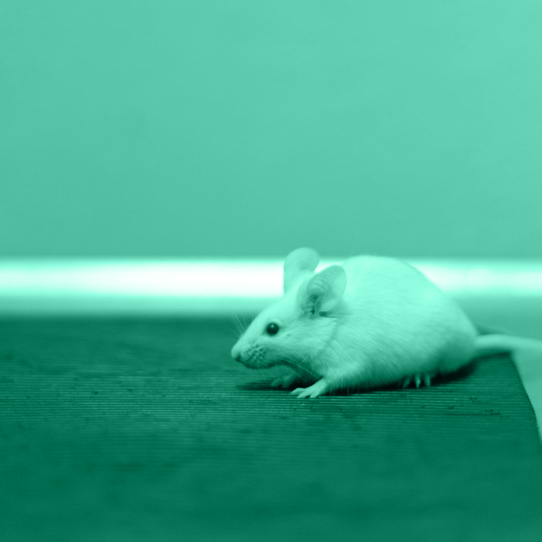 Dierproeven Utrecht homepage